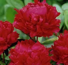 دانلود آهنگ سالیانی پیش گلی غنچه کرد پاشو کرد تو زمین خودش و از ریشه گنده کرد مهراد هیدن و سامان ویلسون